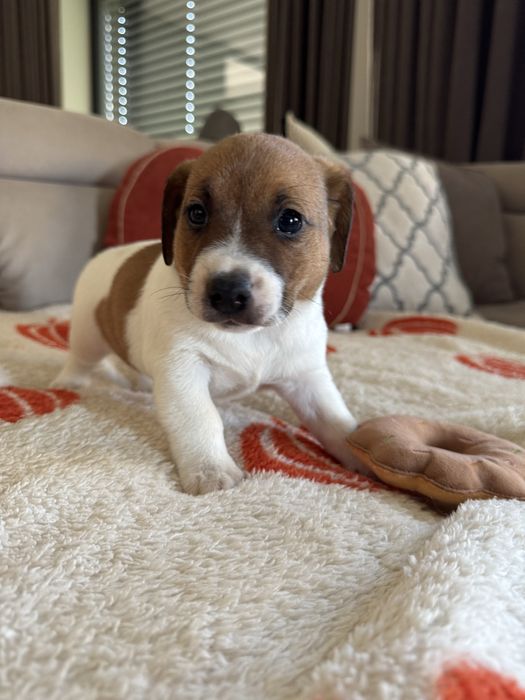 Jack russel terrier suczka