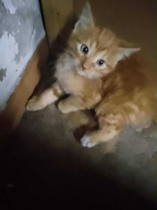 2 Gatinhos p/ adopção responsável