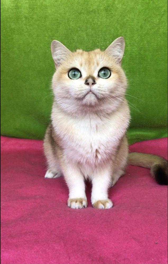 Золотая шиншилла. Девочка.