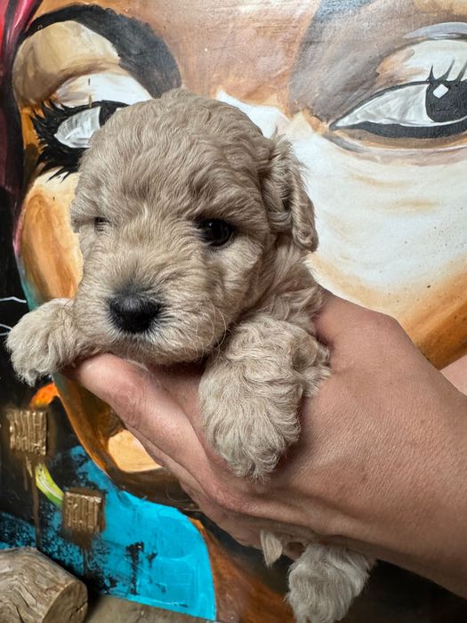 MALTIPOO 1FB - suczka | 75% PUDEL TOY (tata) 25% MALTIPOO (mama)
