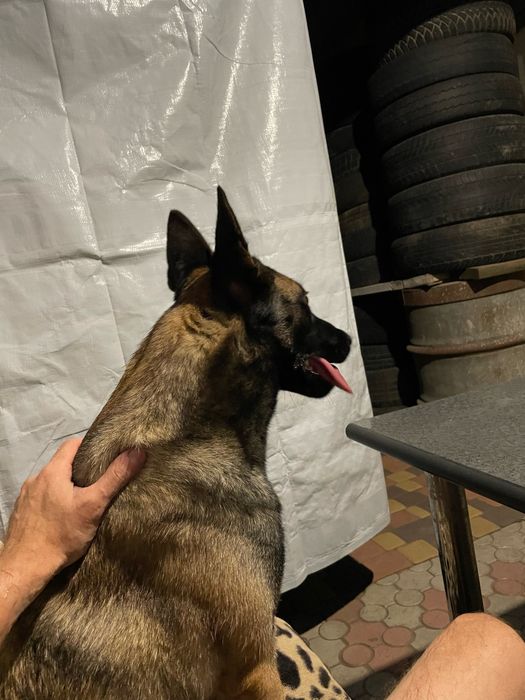 Ищем жениха бельгийской овчарки маленуа