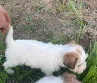 Jack russel terrier espetacular