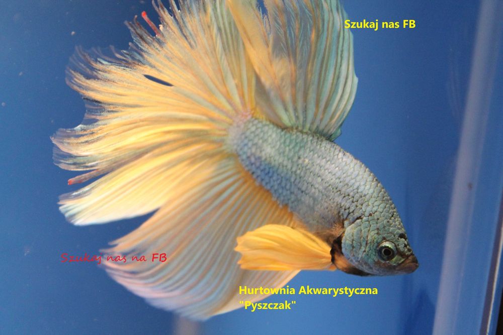 Pseudomugil Paskai   od "P"