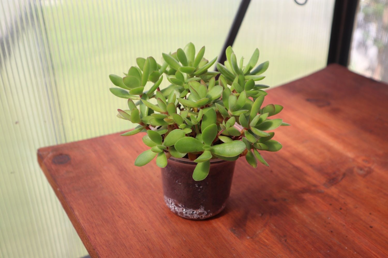 Suculenta real - Crassula Dejeta