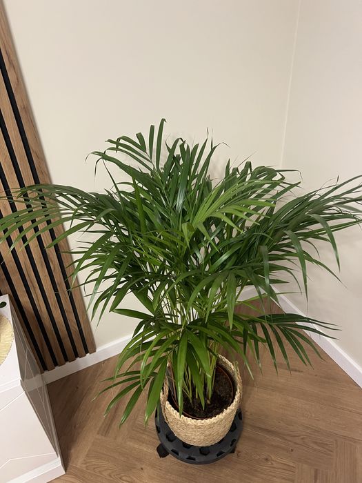 Пальма Дипсис Арека 120 см