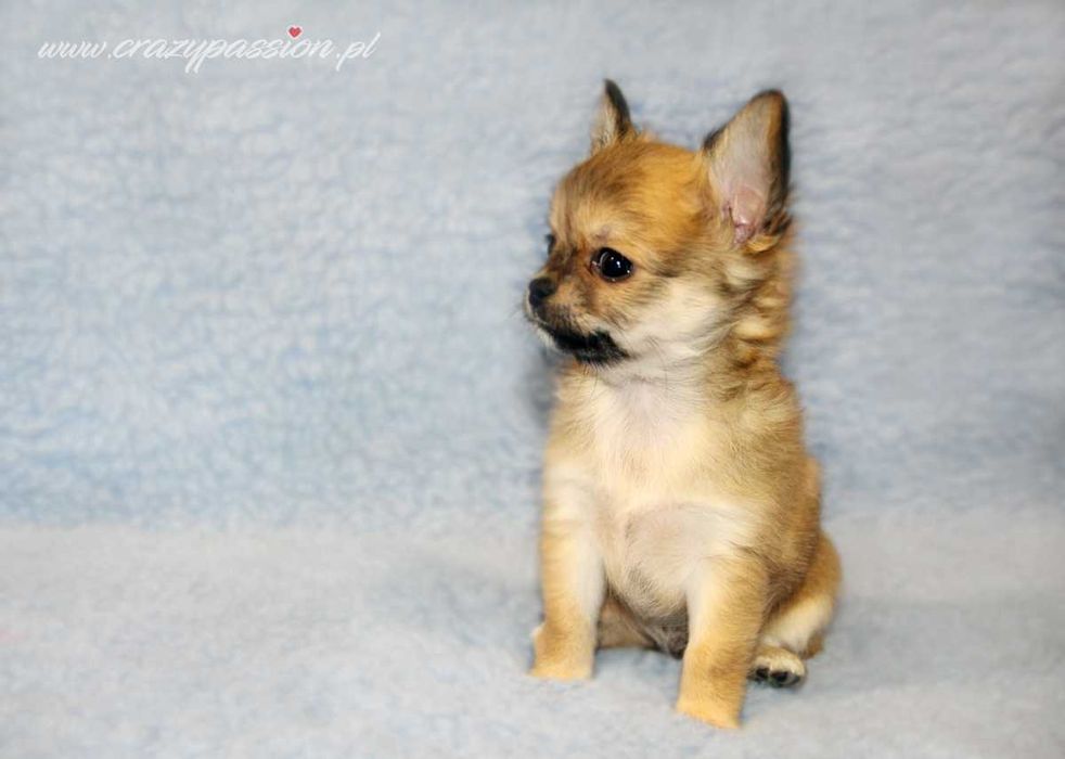 MOSCHINO Crazy Passion FCI - maleńki długowłosy chihuahua