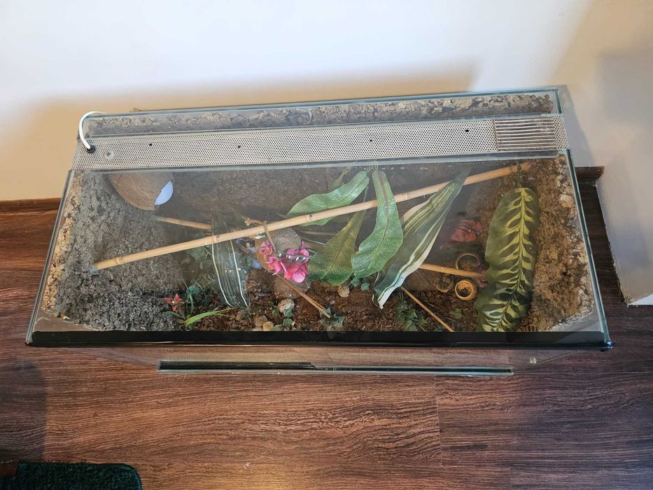 Duże Terrarium szklane z tłem korkowym i wyposażeniem dla Gekona Węża