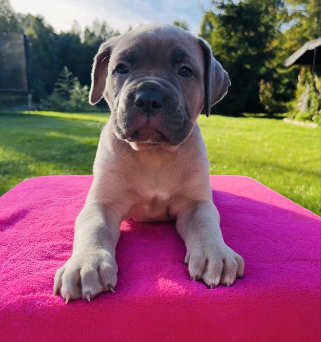 Szczenię Puma Nero FCI Cane Corso szczenie po GRAND CHAMPIONIE