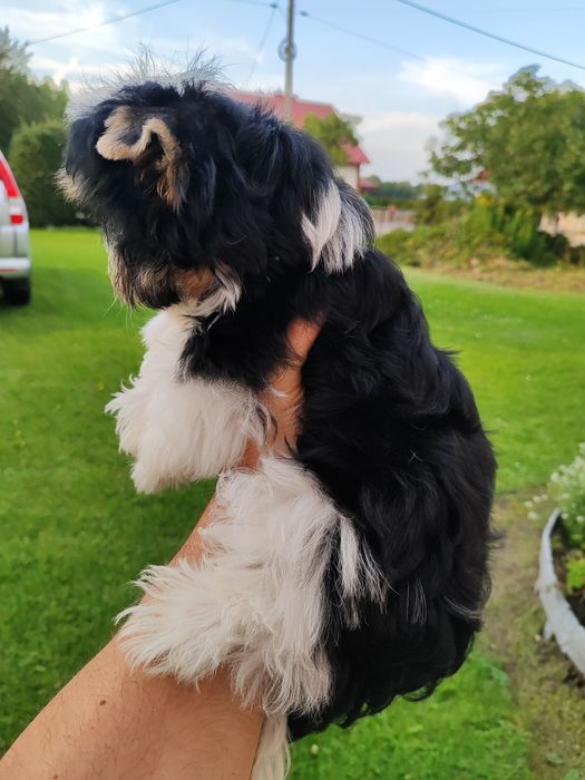 Yorkshire terrier biewer piesek