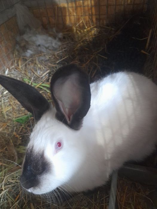 Samce kalifornske,samice NB,kalifornske