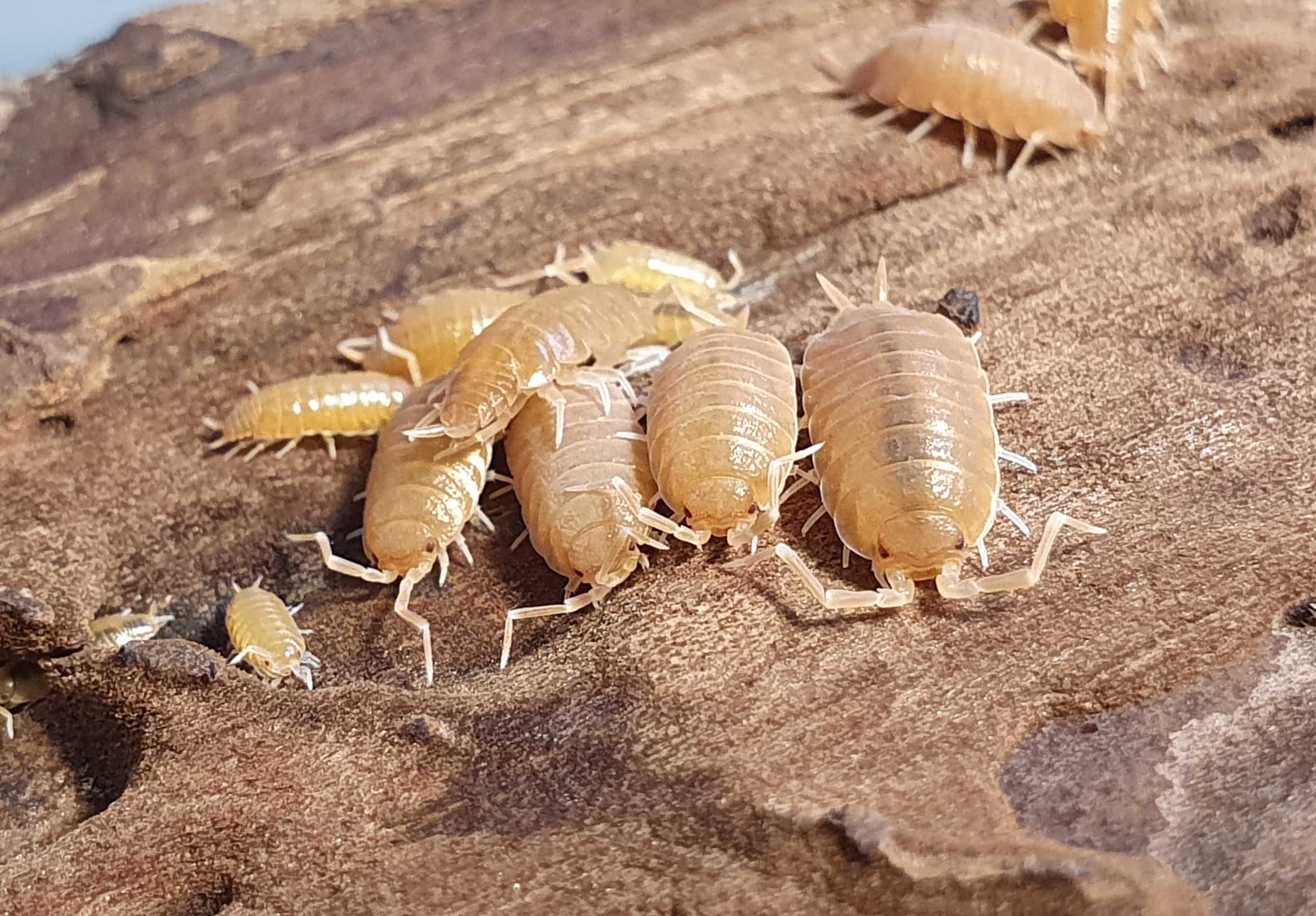 Kulanki Isopody - Porcellionides pruinosus "Powder Orange" - 30 sztuk