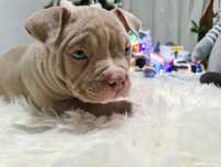 American bully pocket