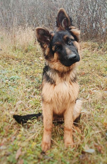 7 miesięczny owczarek szuka domu