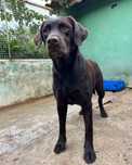 Labradora femea para adoçao