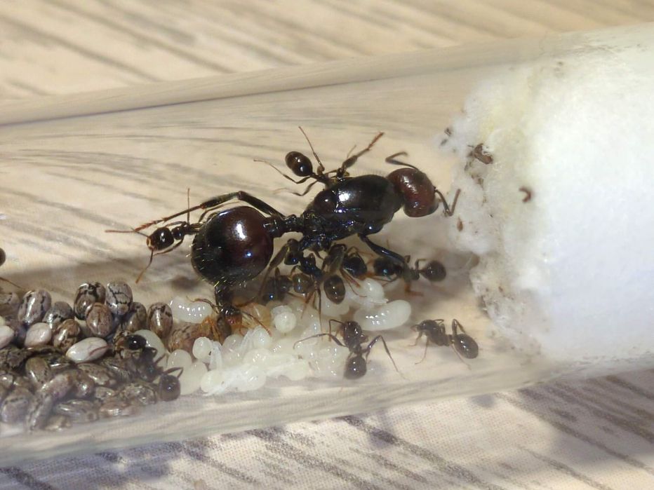Экзотические муравьи для муравьиной фермы Messor barbarus