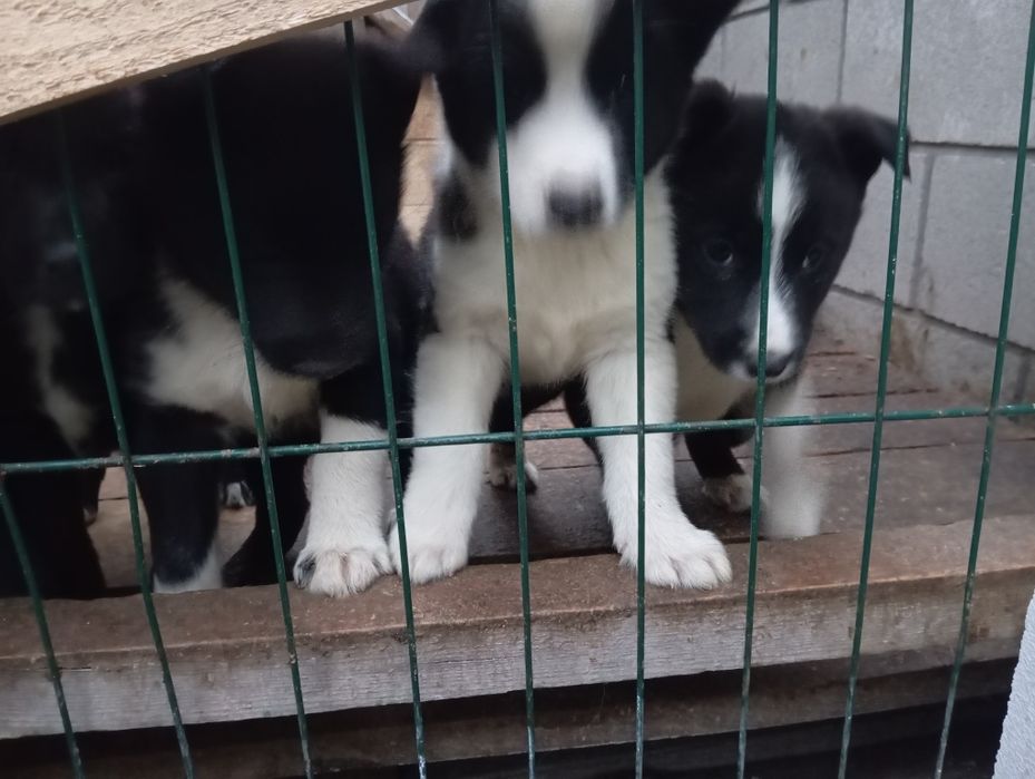 Щенки Русск. Европейская Лайка