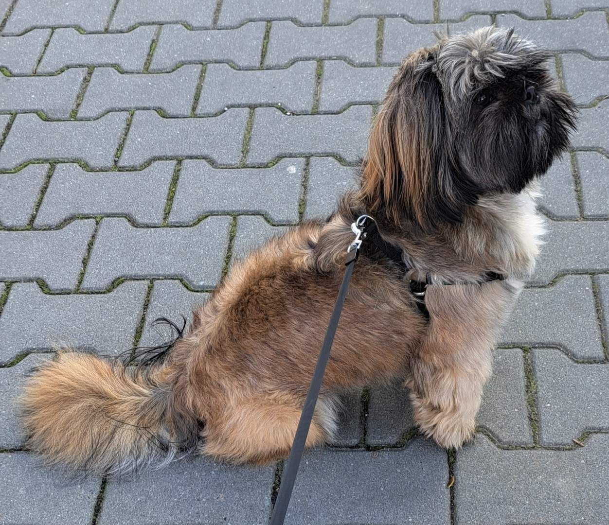 Sunia rasy shih tzu  o imieniu Roxi