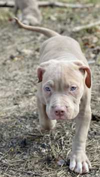 American Pitbull Terrier - samiec Franek