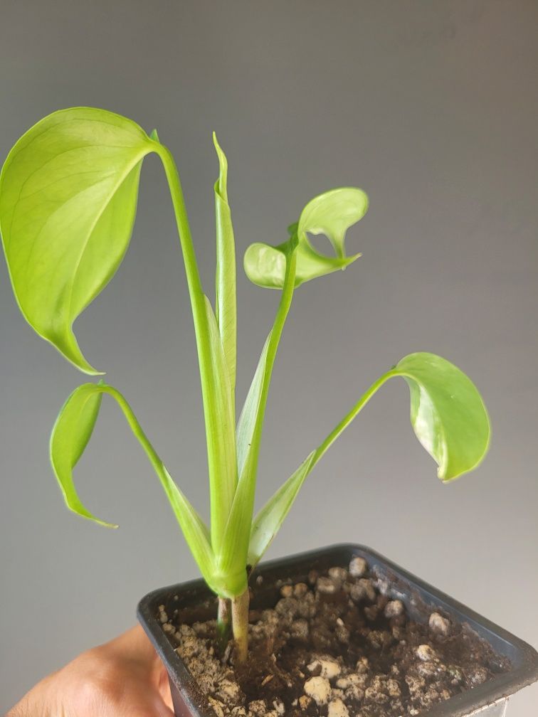 Monstera Variegata