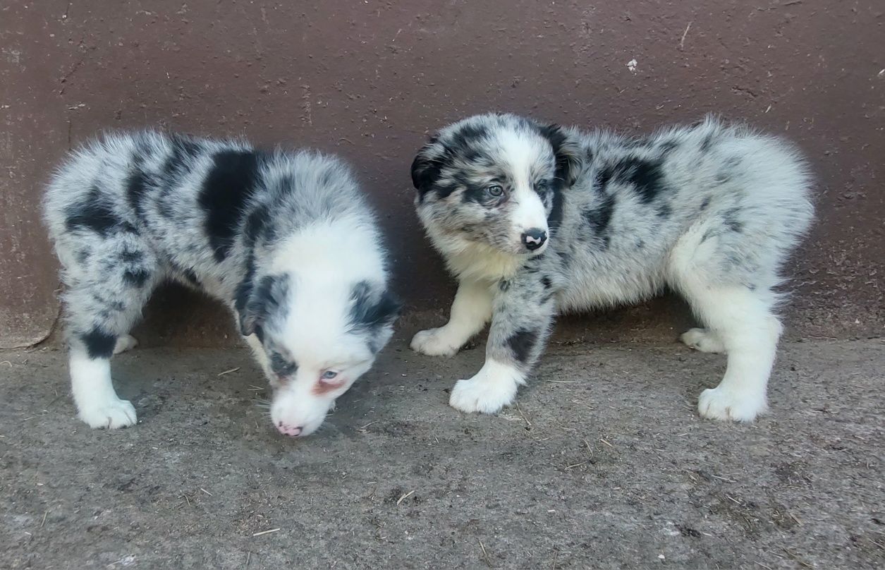 Border collie szczeniak blumerle