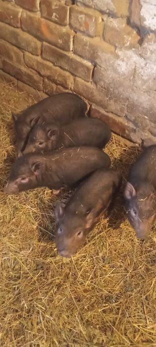 Поросята 5 неділь