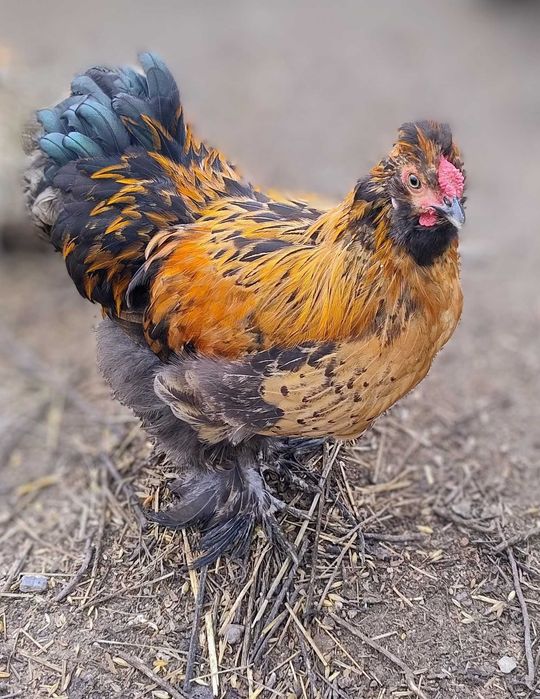 Koguciki silka tegoroczne