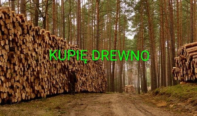 Skup drewna – papierówka, kłody, dłużyce, tj sosna świerk topola