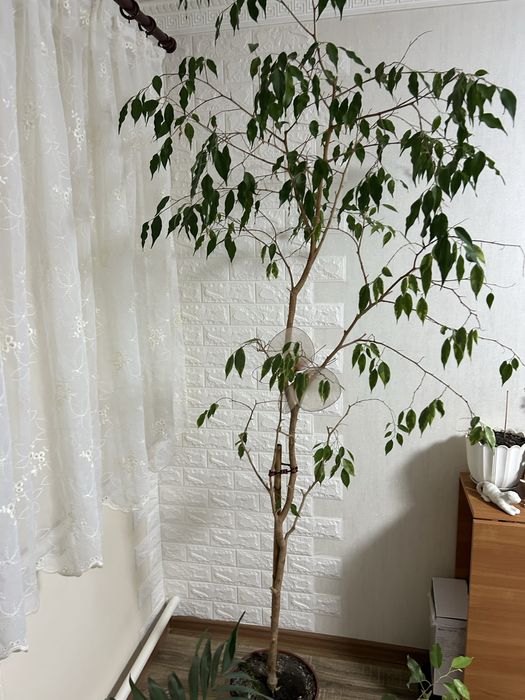 Продам Фікус Бенжаміна