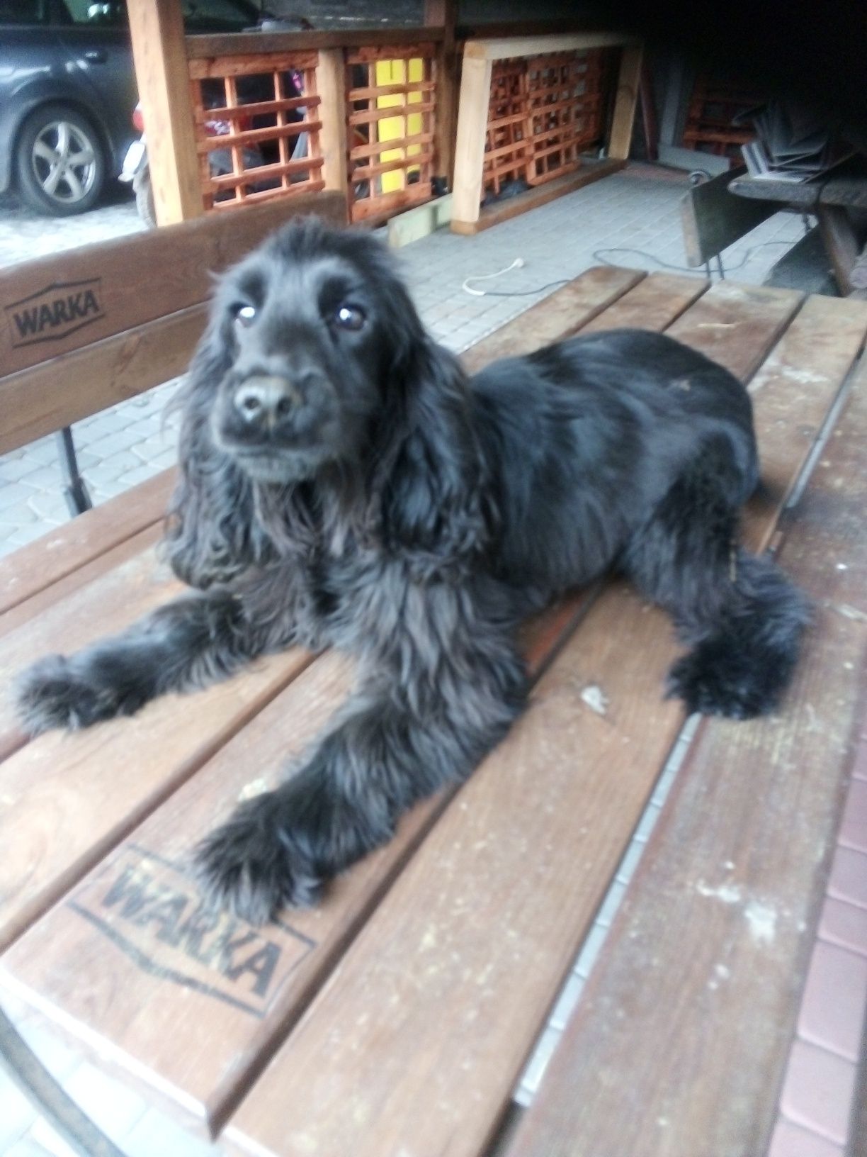 Cocker Spaniel Angielski w kolorze