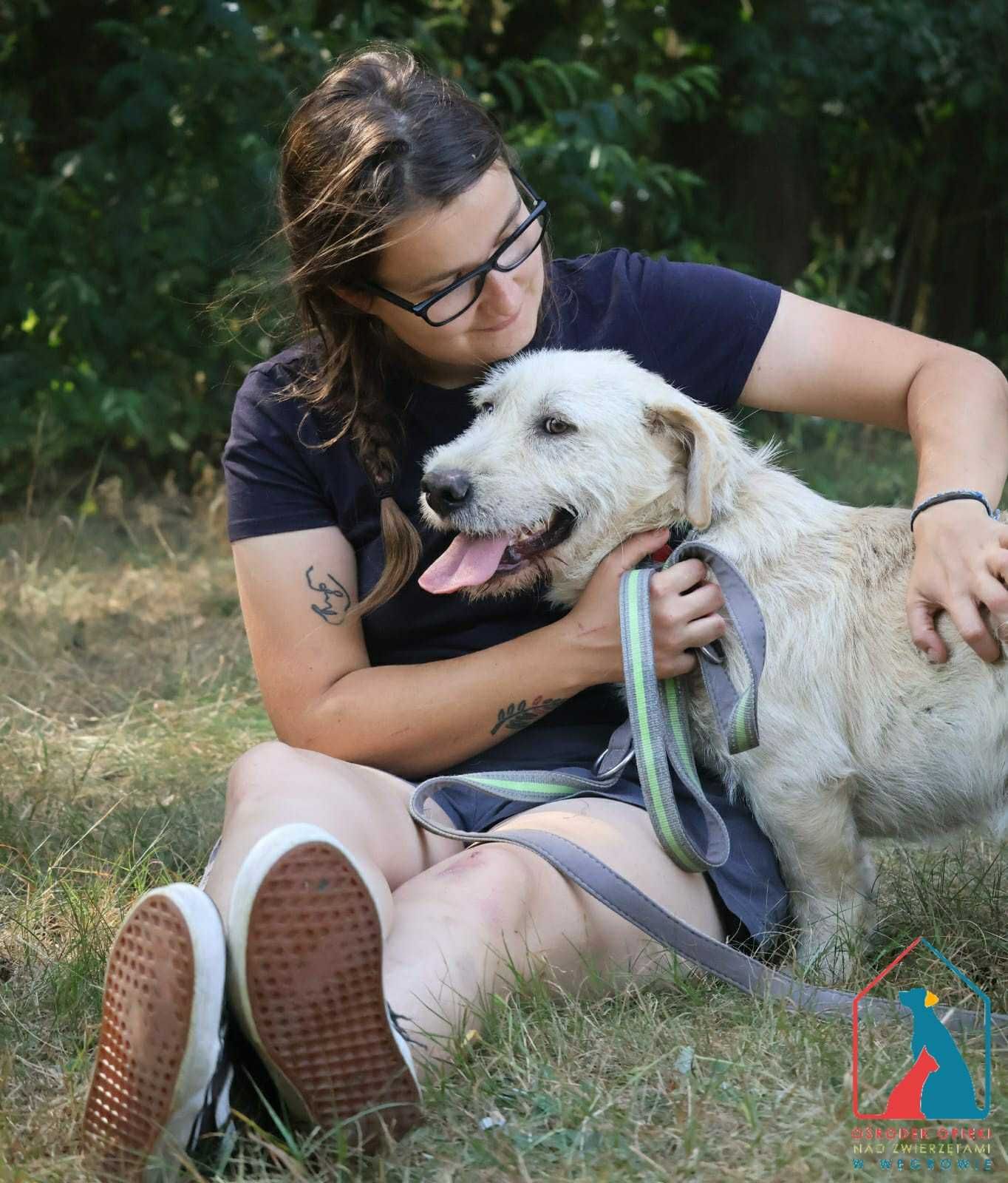 PIĘKNY, MŁODY pies pełen miłości i oddania, lubi koty - adoptuj