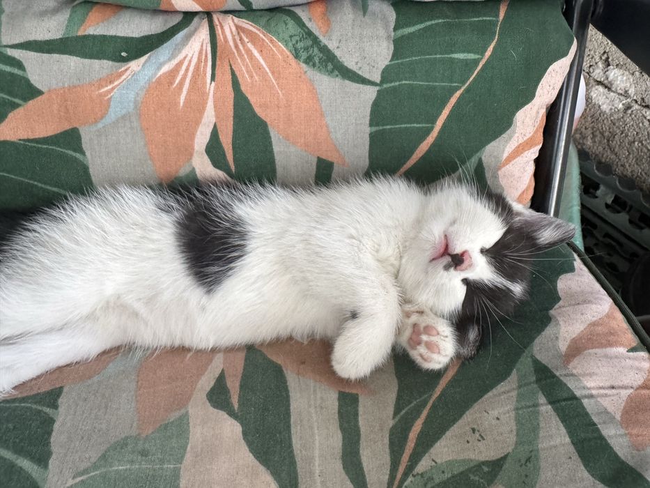 Kot kotka kotki za darmo