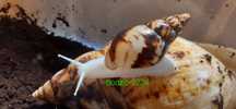 Olbrzymi achatina Reticulata Albino Boody ślimaki afrykańskie