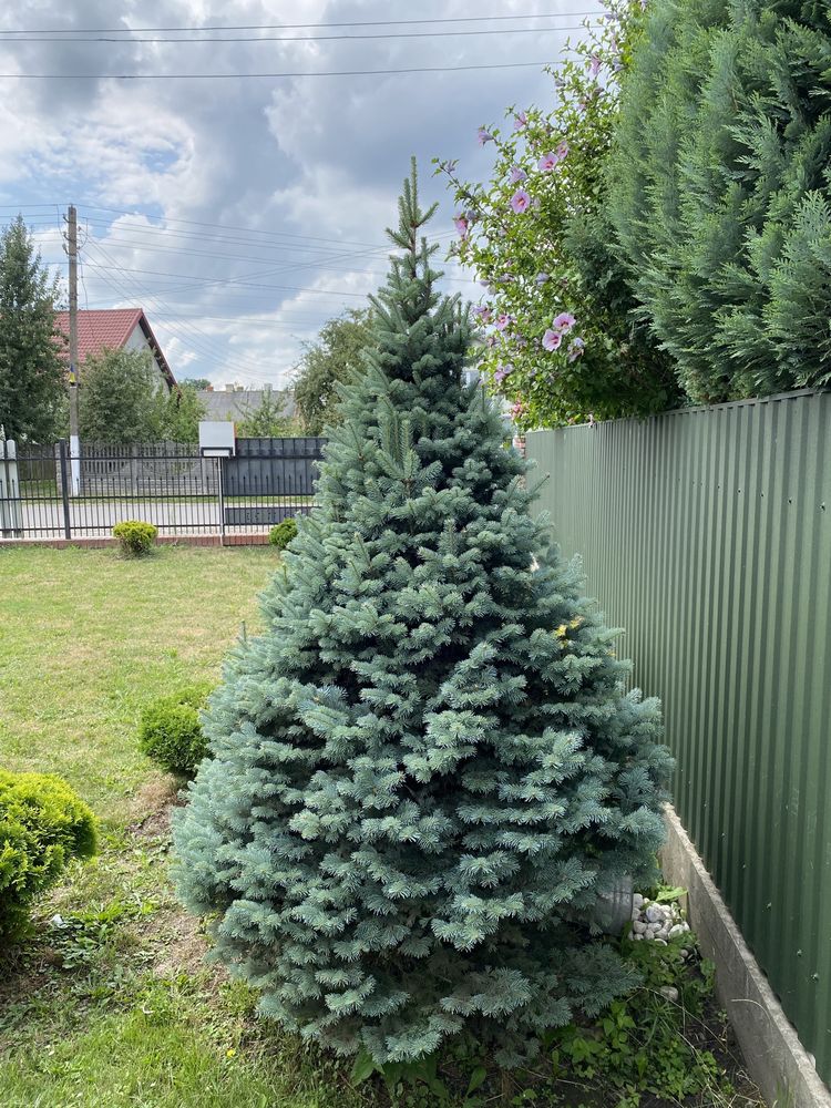 Ялинка Abies lasiocarpa Compacta