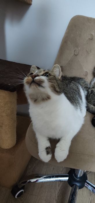 Piękna koteczka do adopcji