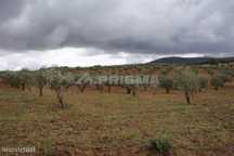 Terreno agrícola para venda