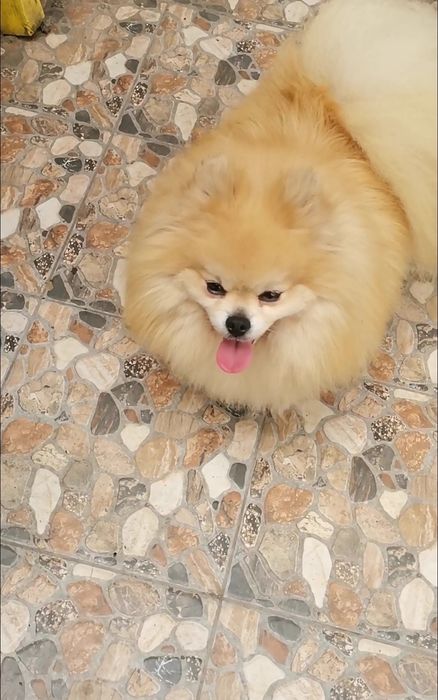 Девочка померанский той шпиц 6 месяцев.