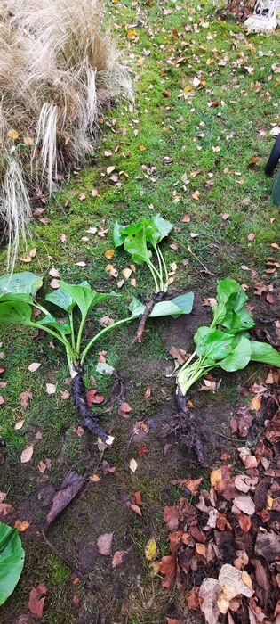 Bergenia sercolistna