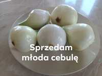 Sprzedam młodą cebulę zimową