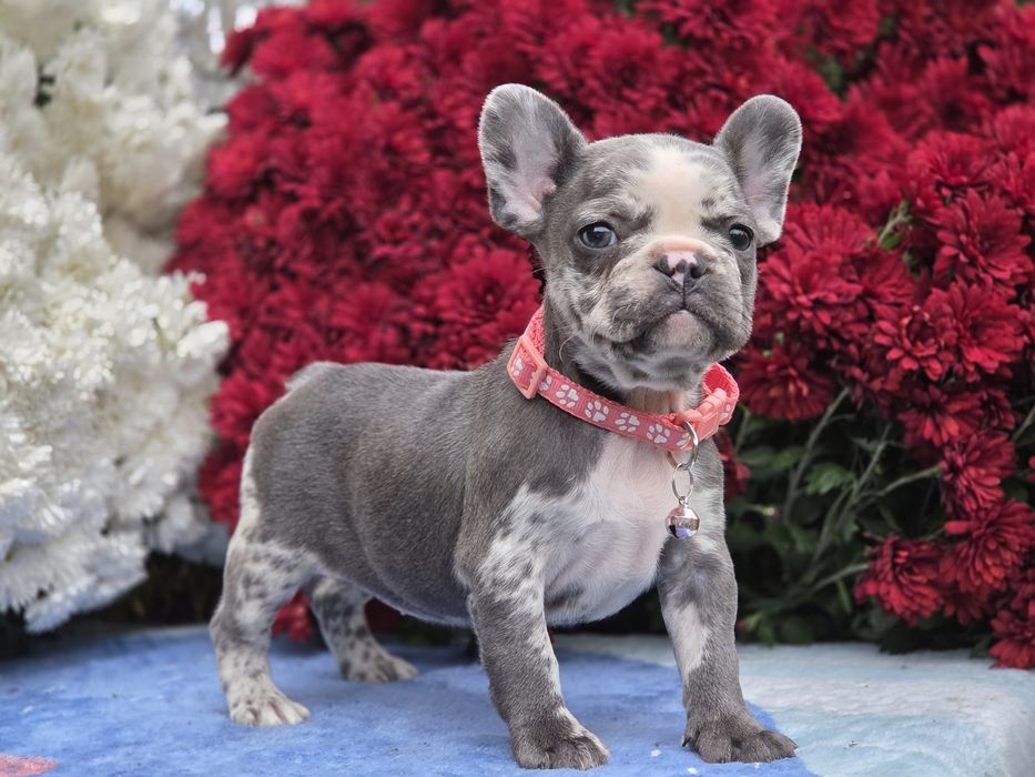 дівчинка французький бульдог