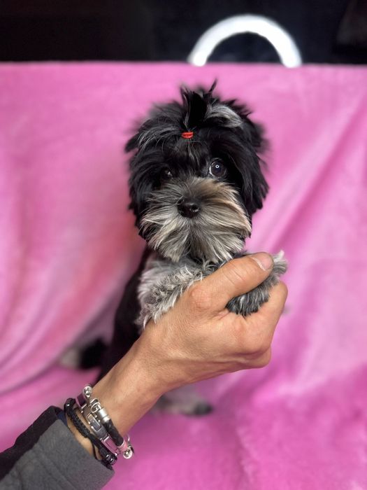 Maleńki 5 miesięczny back-white   piesek  York  XS