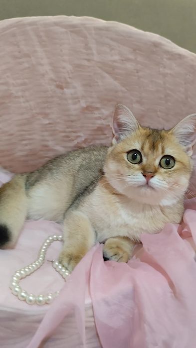 Шикарні прямовухі кошенята Британська золота шиншила хлопчик дівчинка