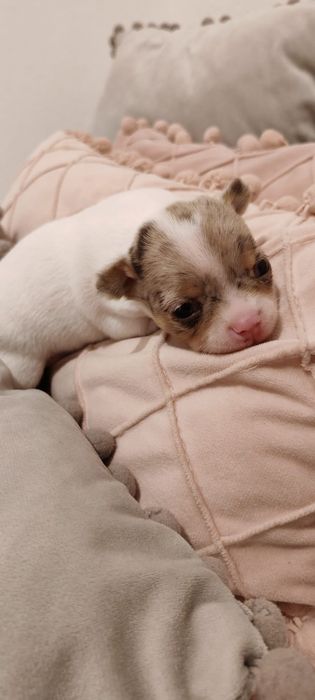 Chihuahua maravilhoso