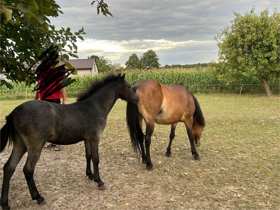 Kucyki na sprzedaż