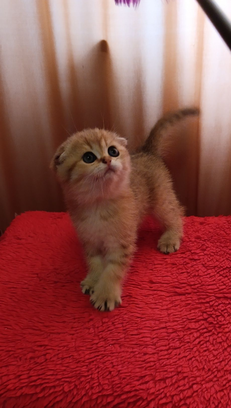 Шотландська шиншилла scottish fold