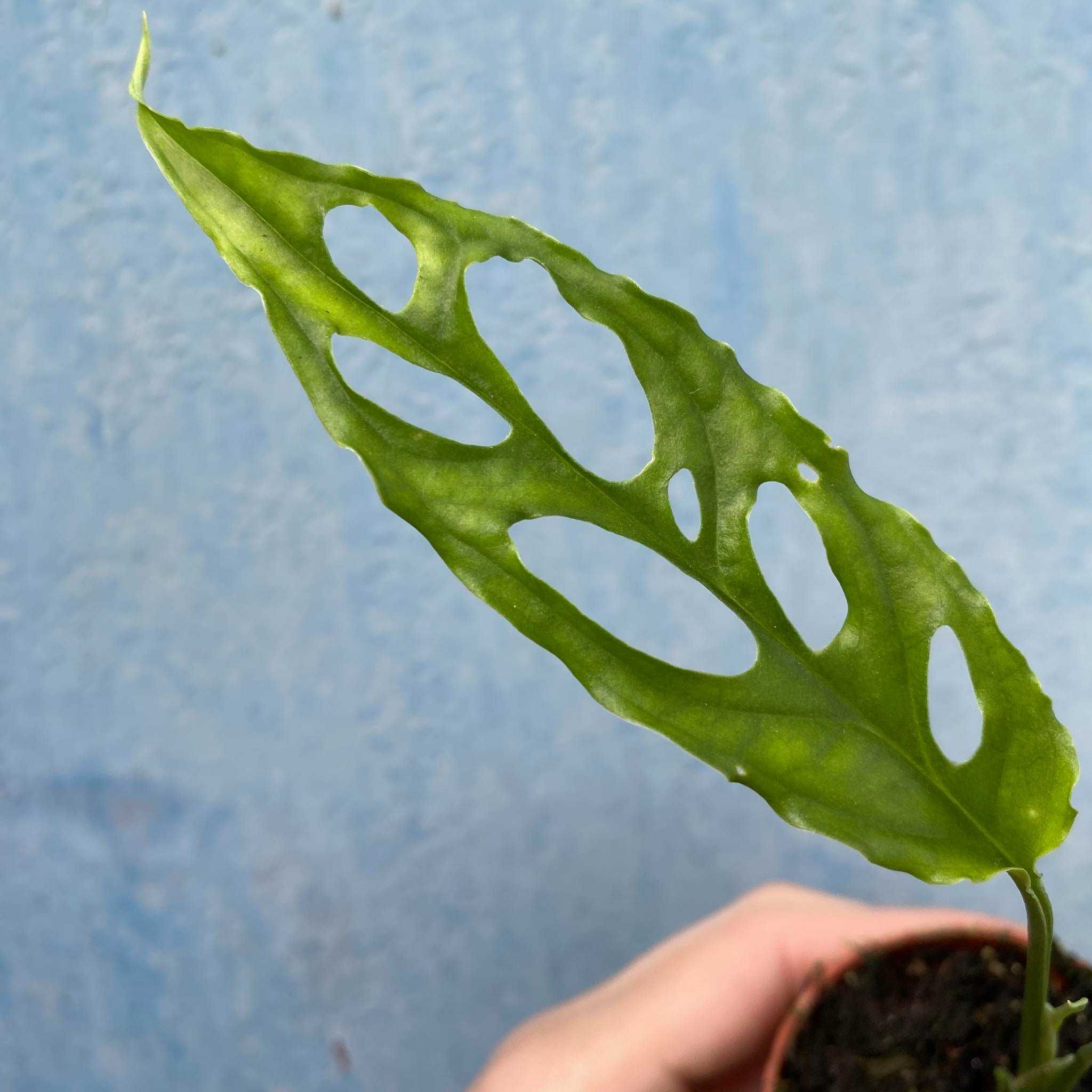 Monstera Obliqua Peru