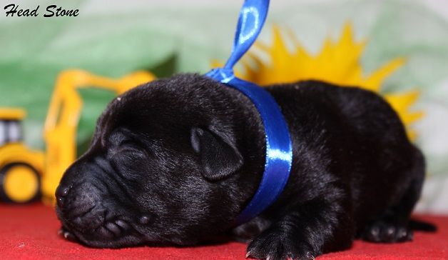 Щенки ,Лабрадора ретривера