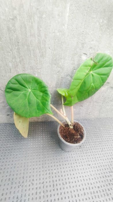 Бегонія akonitifilia,бегонія peltata,бегонія U 168