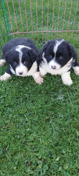 Border collie szczeniak!