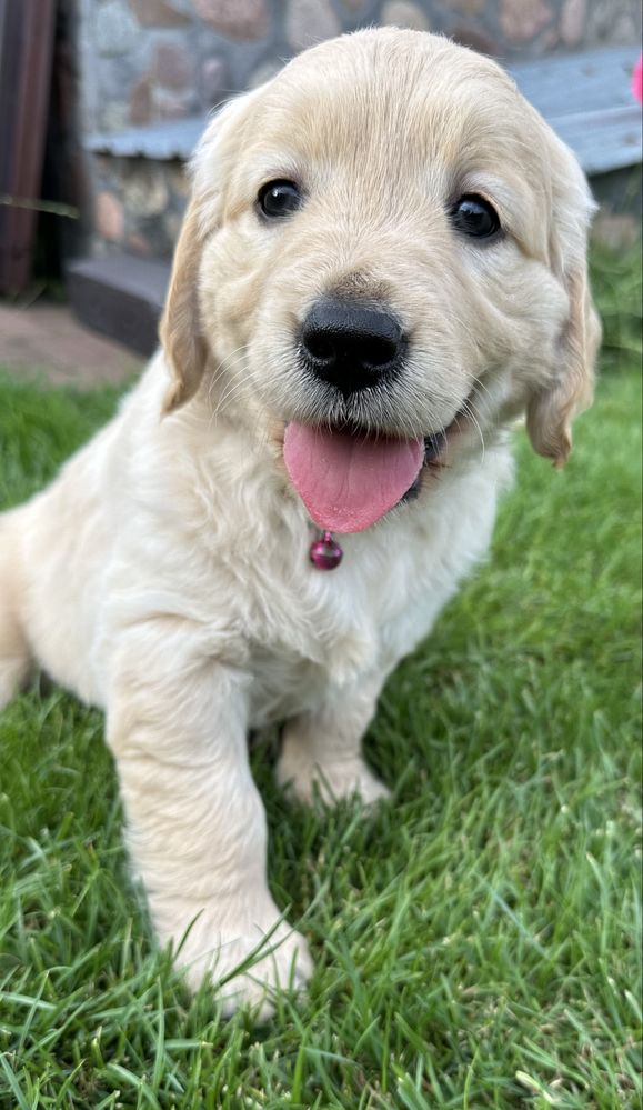 Golden Retriever ZKwP FCI - Sunia, gotowa do odbioru