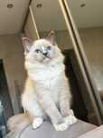 Kocurek ragdoll legalna hodowla